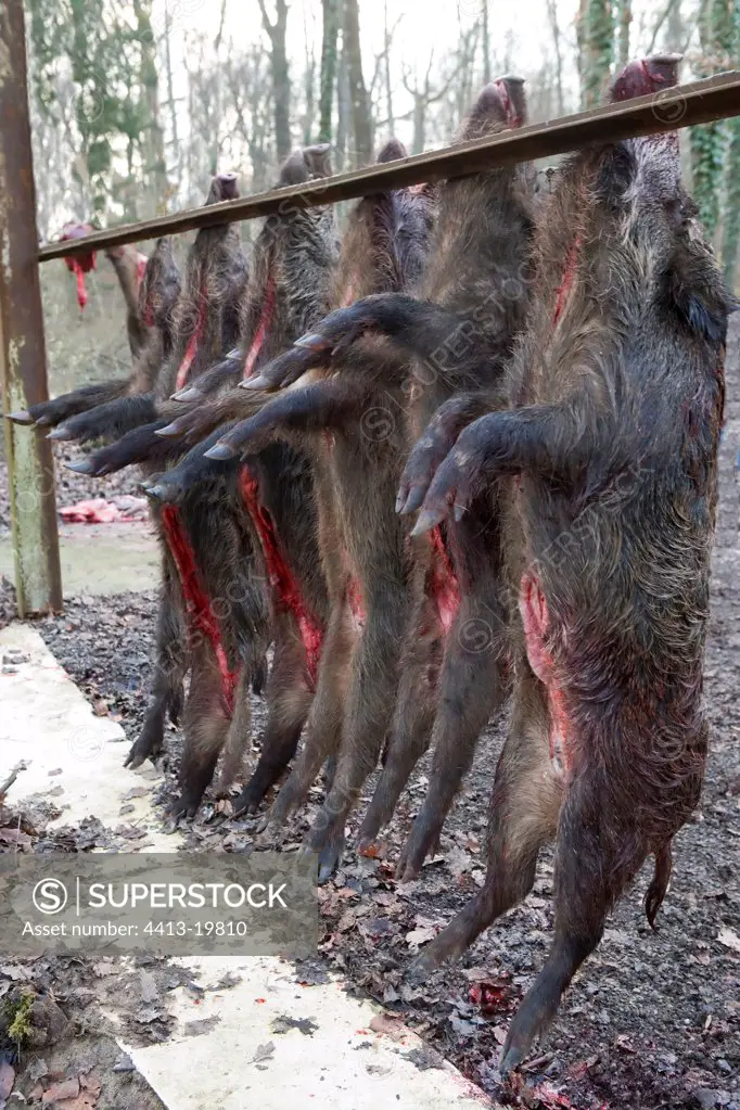 Wild boars suspended and emptied after hunting France