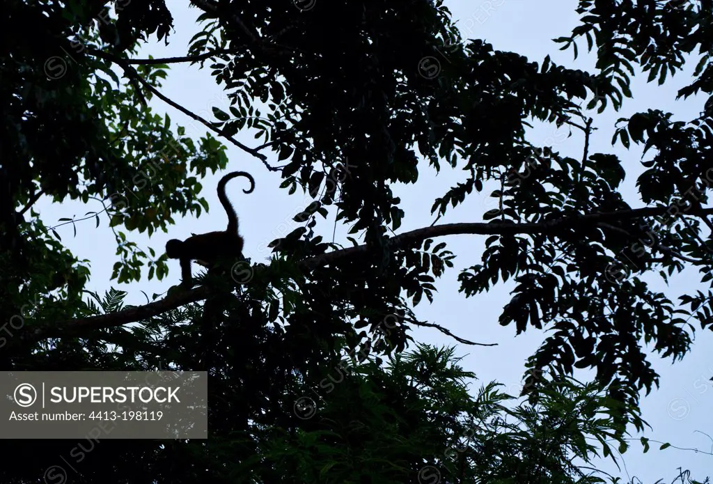 Geoffroys Spider Monkey on tree PN Tortuguero Costa Rica