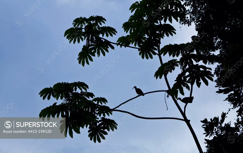 Green Ibis on tree PN Tortuguero Costa Rica