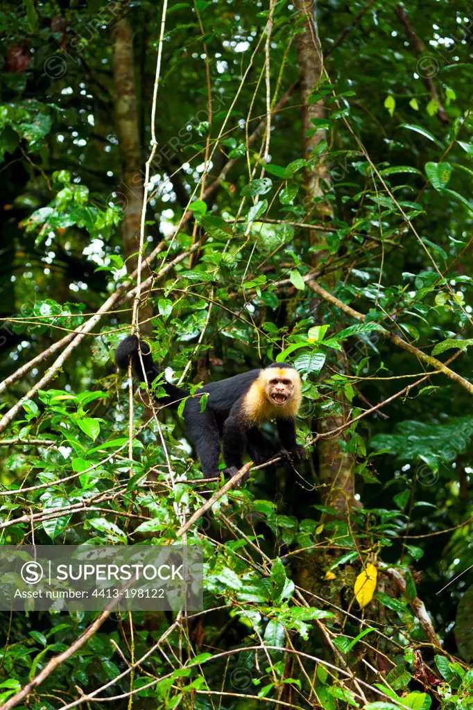 White-headed Capuchin on tree PN Tortuguero Costa Rica