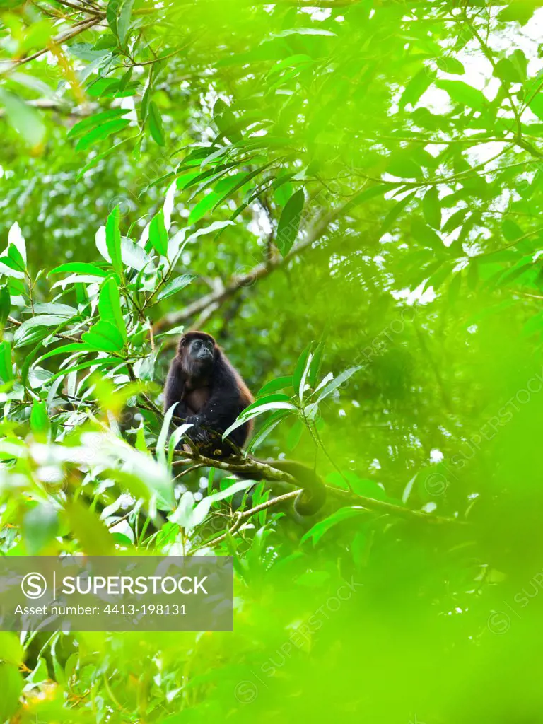 Mantled Howler Monkey on tree PN Tortuguero Costa Rica