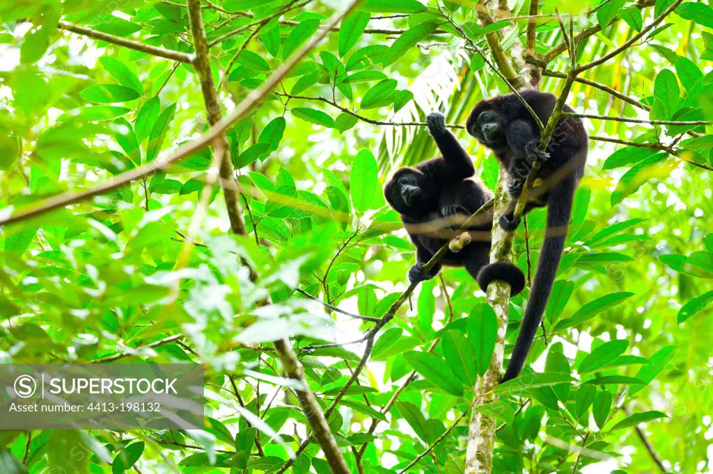 Mantled Howler Monkeys on tree PN Tortuguero Costa Rica
