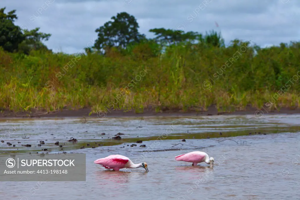 Roseate Spoonbills Parismina river Tortuguero Costa Rica
