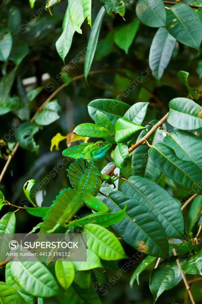 Basilisk on foliage Santa Elena Cloud Forest Costa Rica