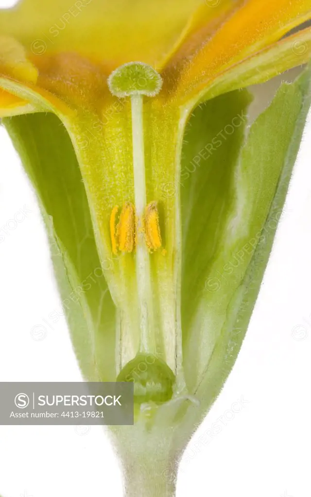 Longitudinal cut of a Primrose flower