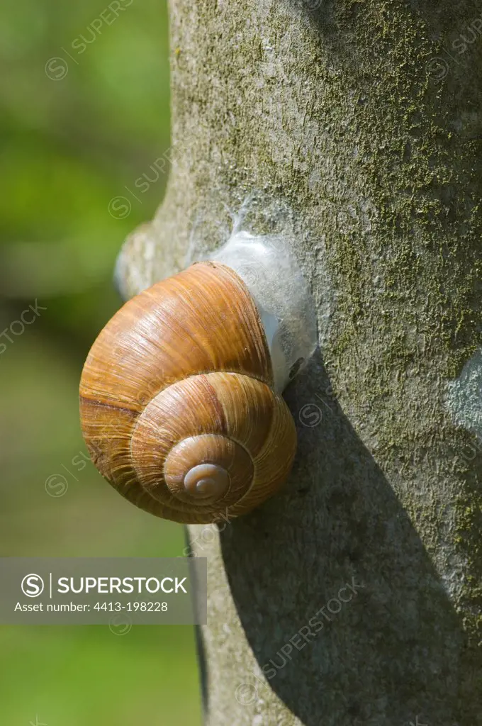 Roman Snail protects against dehydration Denmark in May