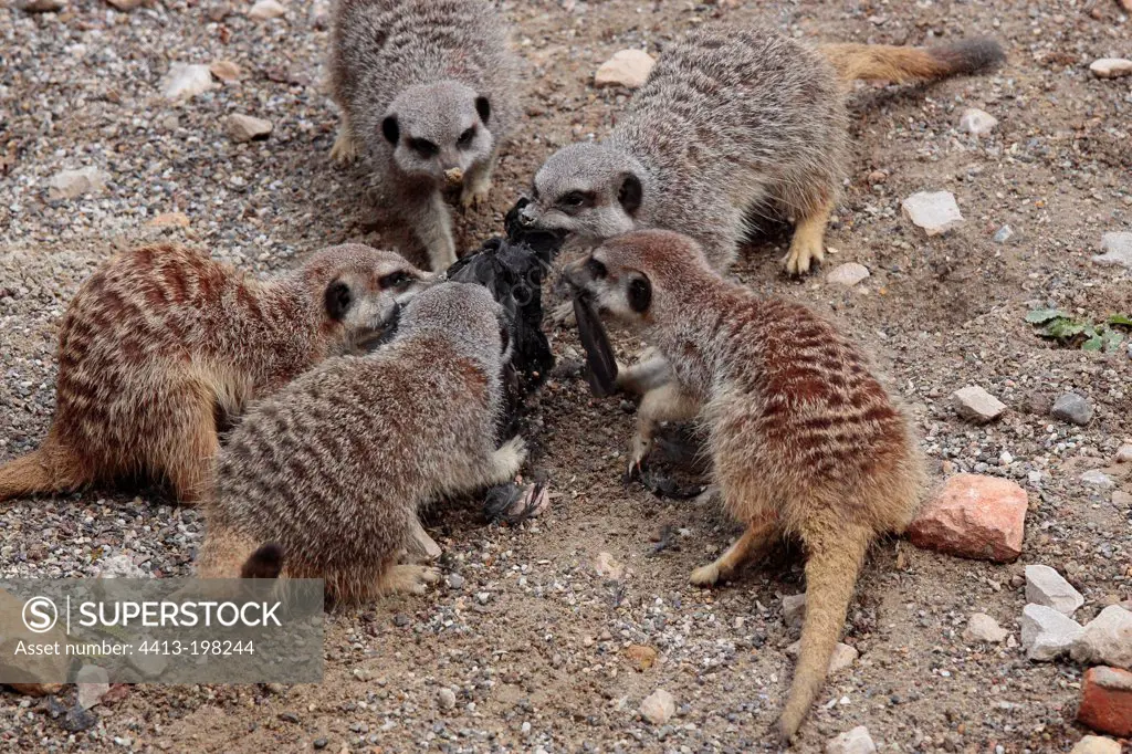 Meerkats competing for a prey