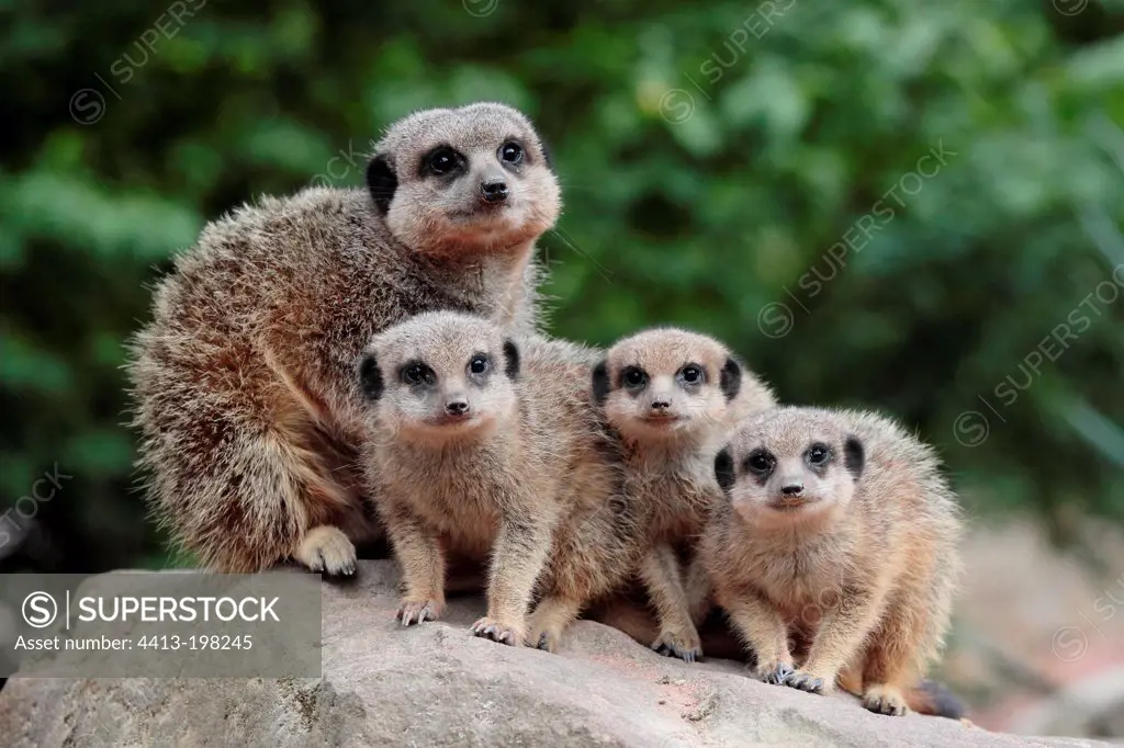 Group of Meerkats on a rock