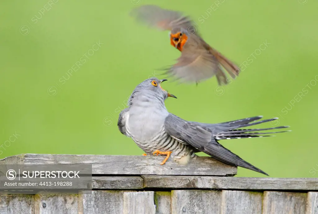 Cuckoo harassed by a Robin at spring