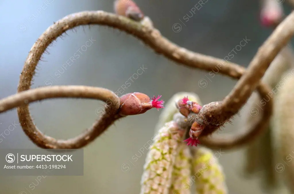 Male catkins and female flowers of hazel tortuousFrance