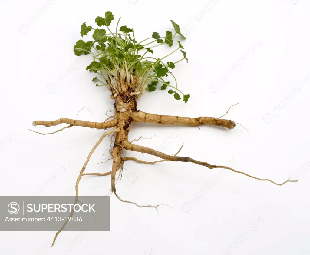 Marsh mallow with its roots in studio