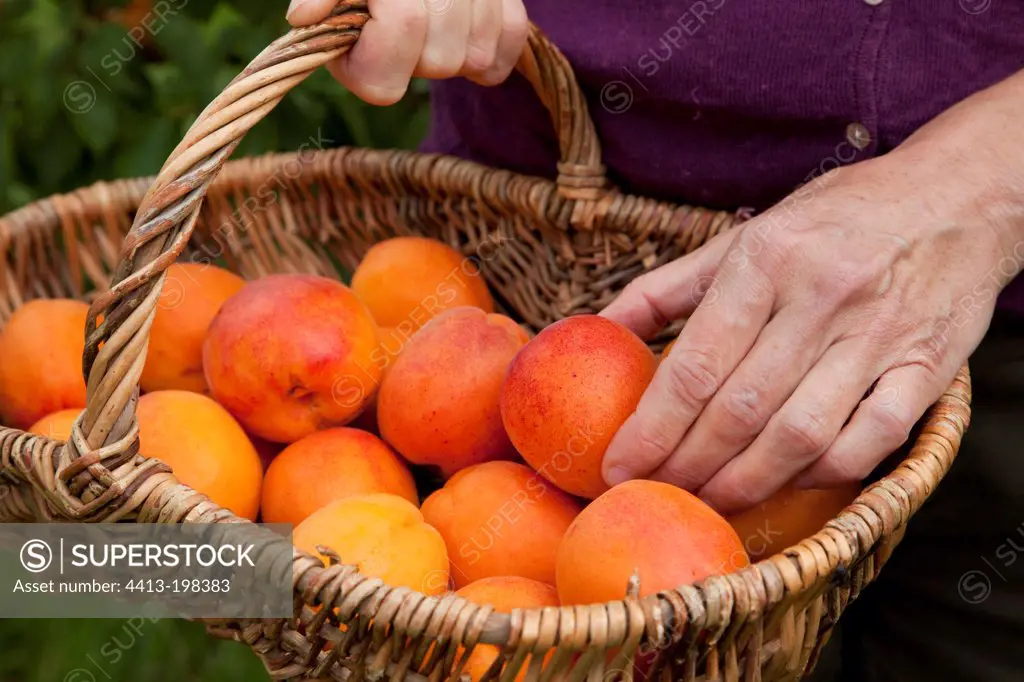 Harvest of apricots in a garden