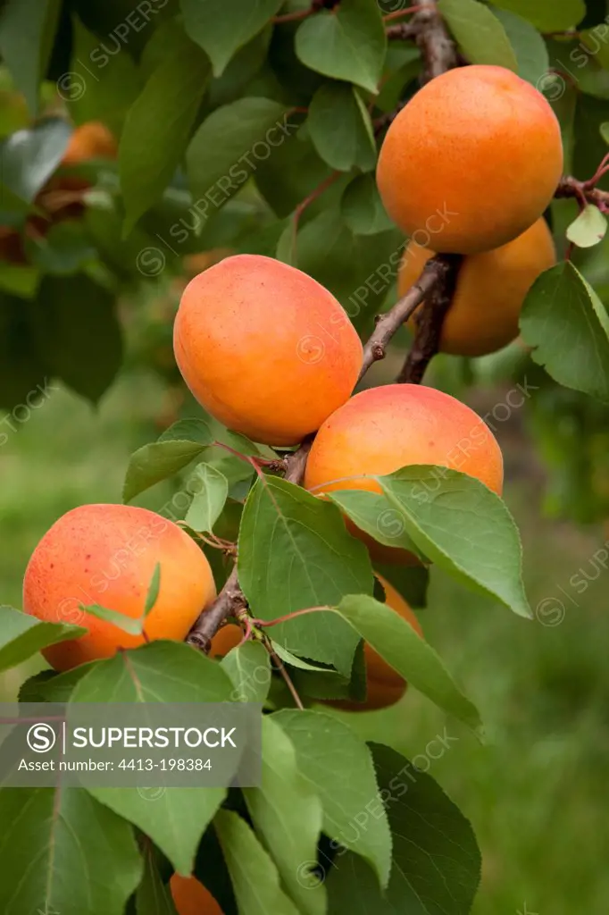 Apricot tree 'Kioto' in fruit in a garden