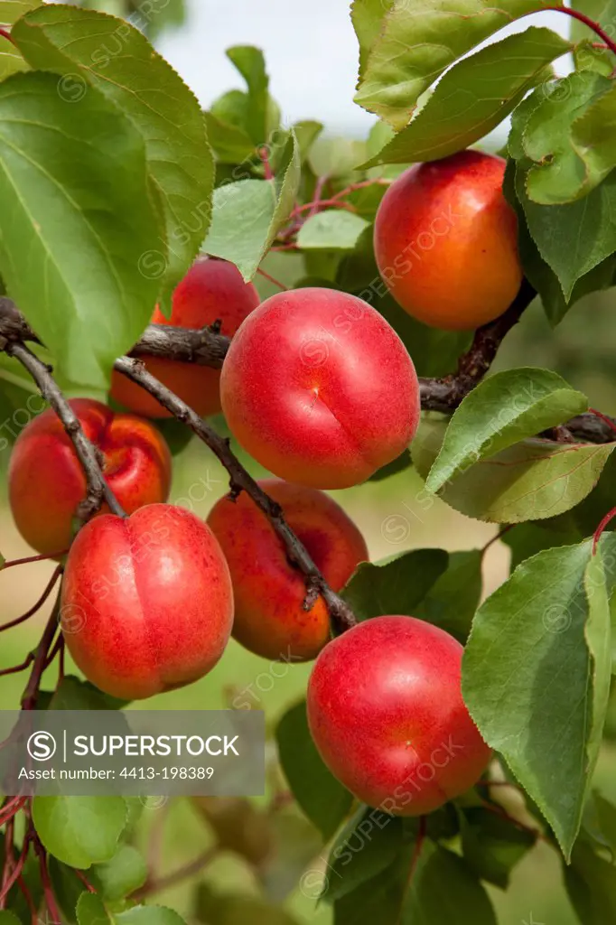 Apricot tree 'Bergeva' in fruit in a garden