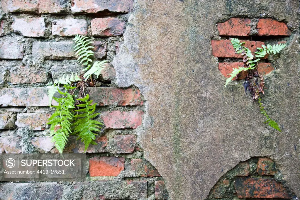 Fern colonizing an old wall France