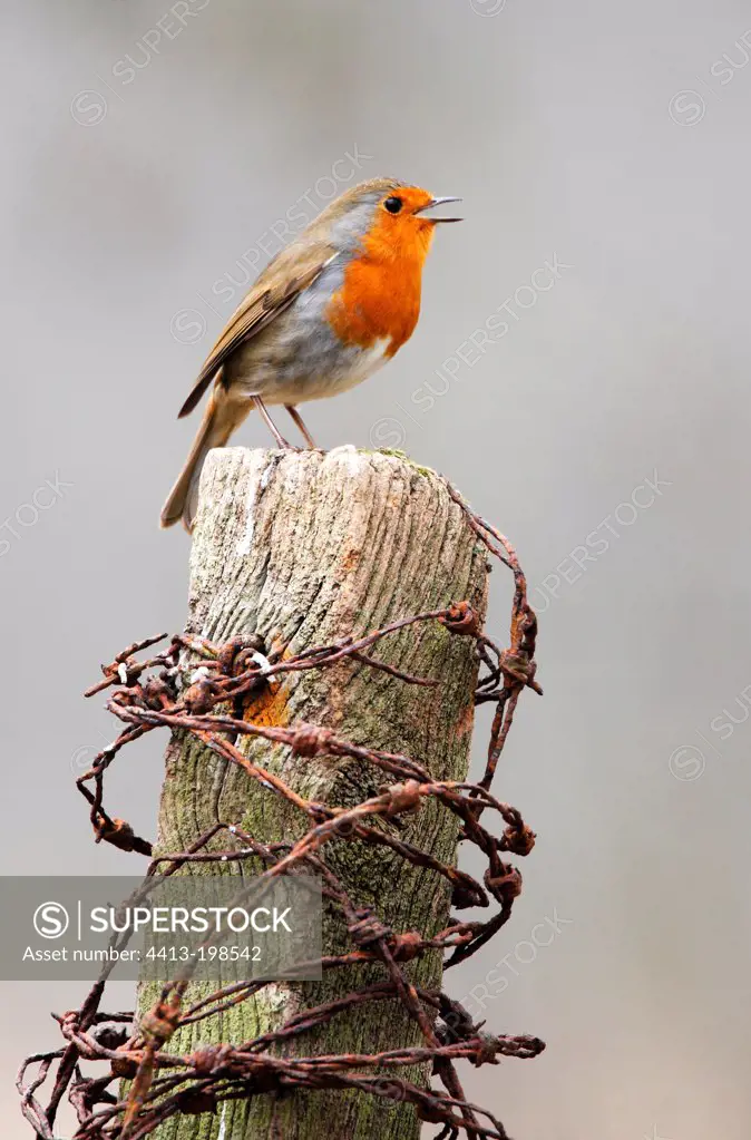 Male Robin displaying on a fence post in winter