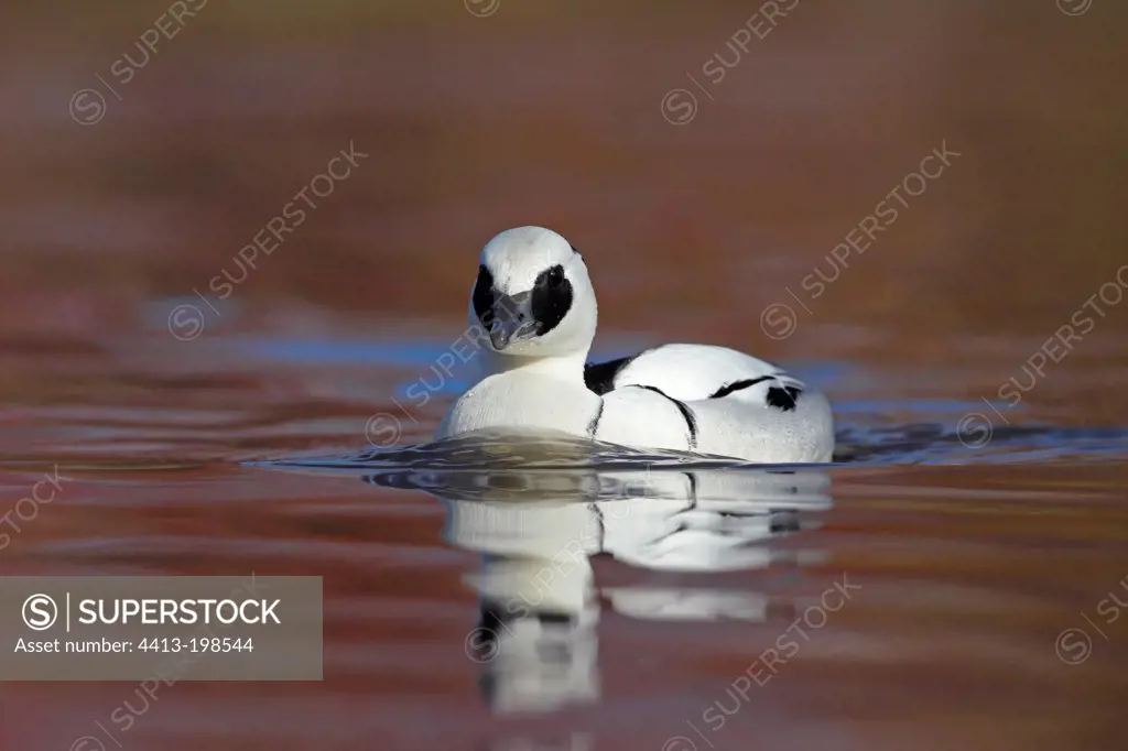 Male Smew swimming on a lake in winter