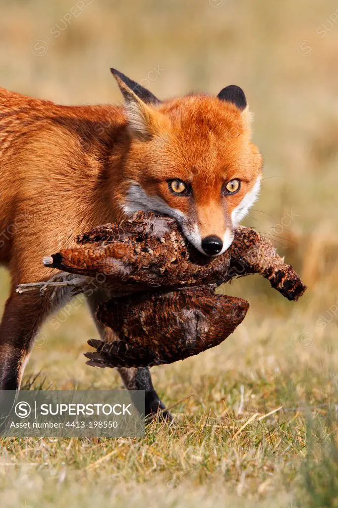 Red Fox with a Woodcock in his mouth in winter