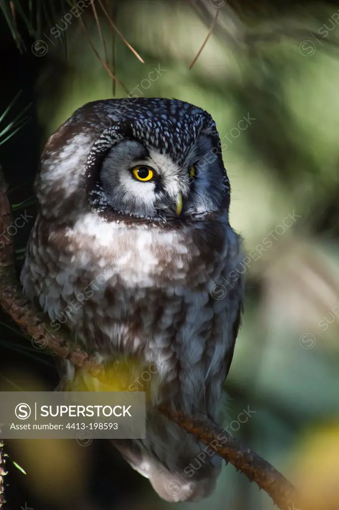Tengmalm's Owl resting on branch Falsterbo in Sweden