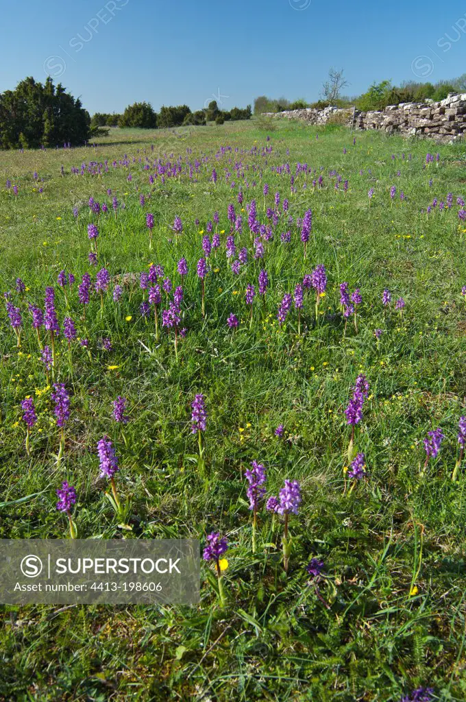 Early Purple Orchid on The Great Alvar Öland Sweden in May