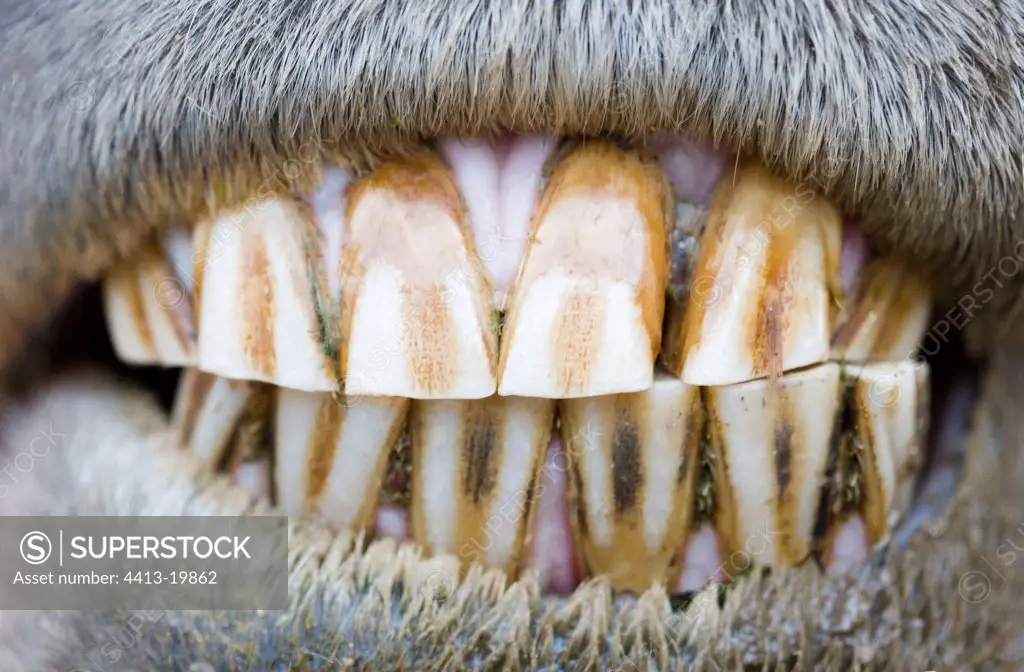 Teeth of a horse France