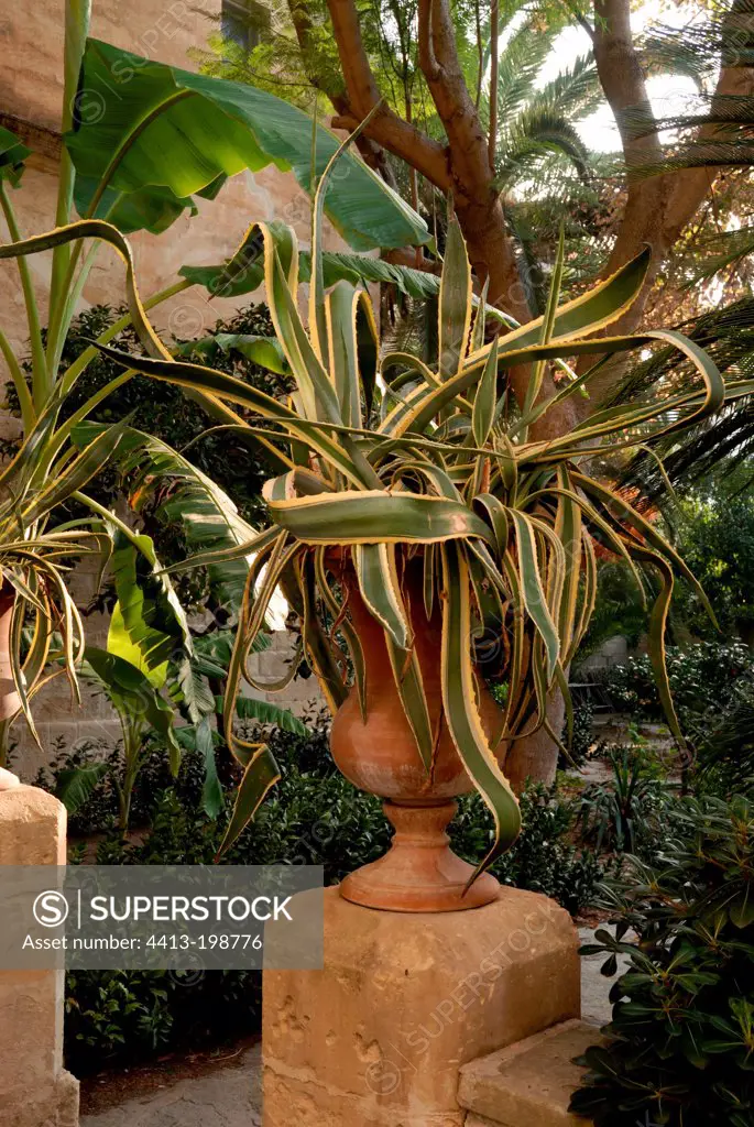 Century plant 'Variegata' in pot on a garden terrace