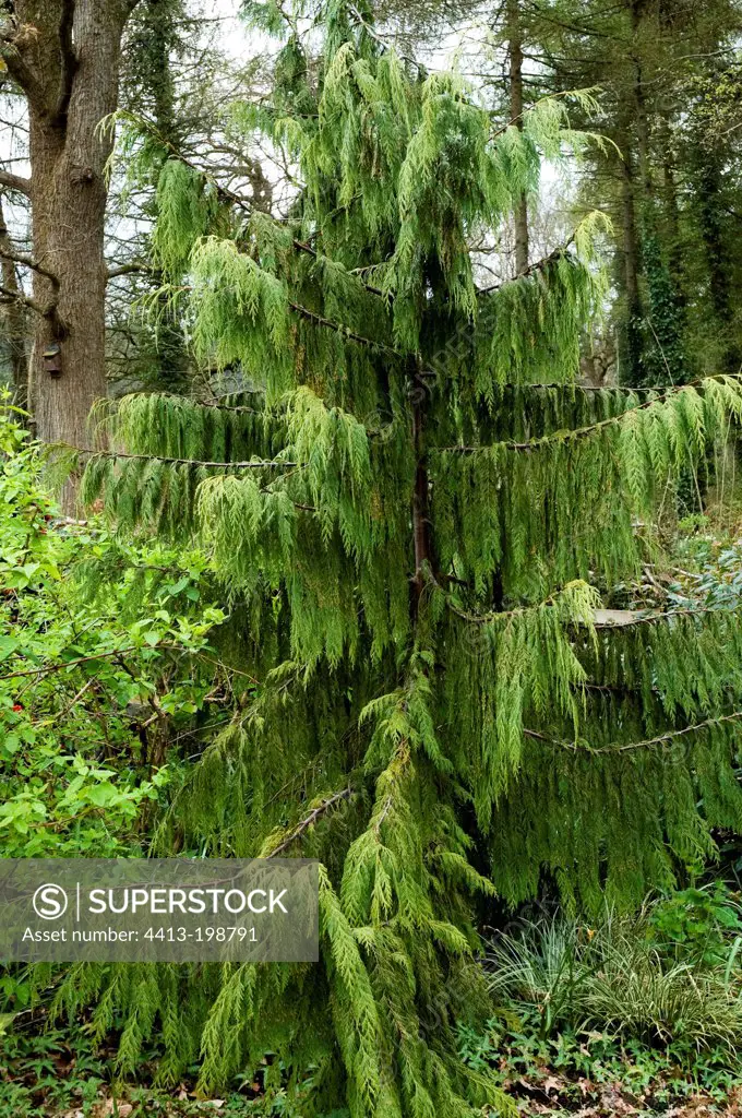 Alaska cedar 'Pendula' in a garden
