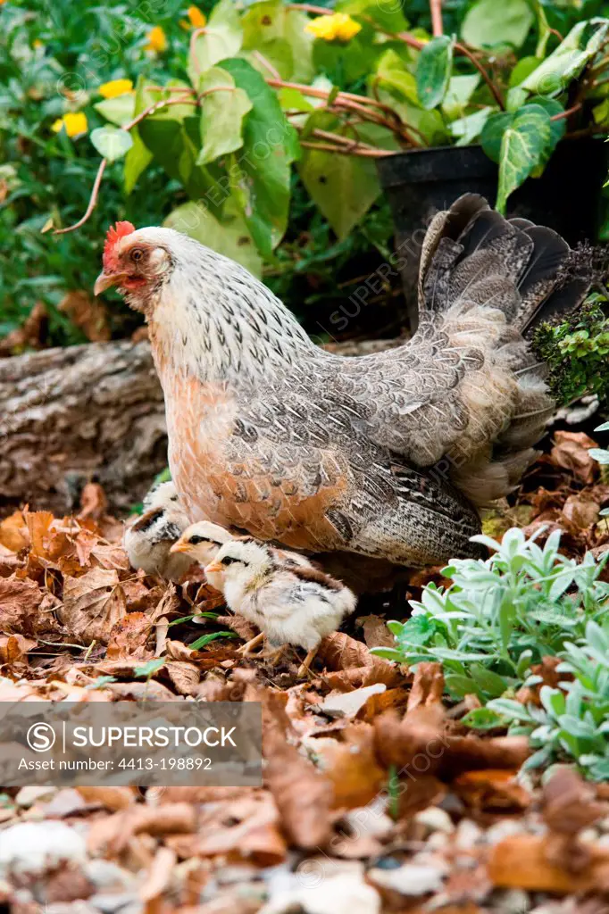 Hen and chicks in a kitchen garden