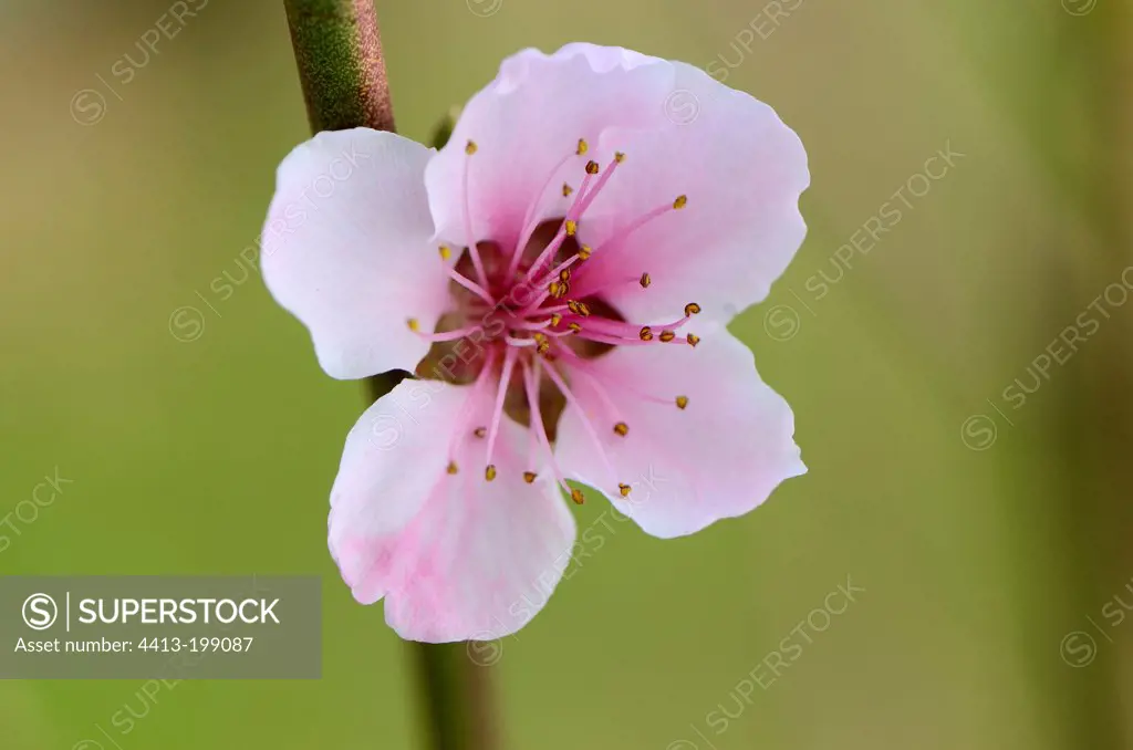 Peach blossom in the spring in a garden Belfort France