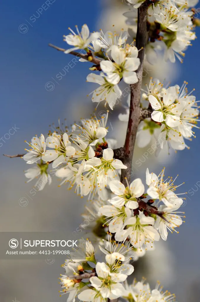 Blackthorn blossoms in spring in the Haut-Rhin France