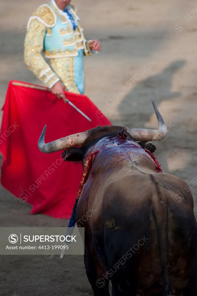 Fighting bull in a bullfight in Ceret France