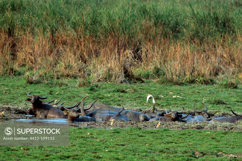 Water buffalo taking a mud bath in the Kaziranga NP India