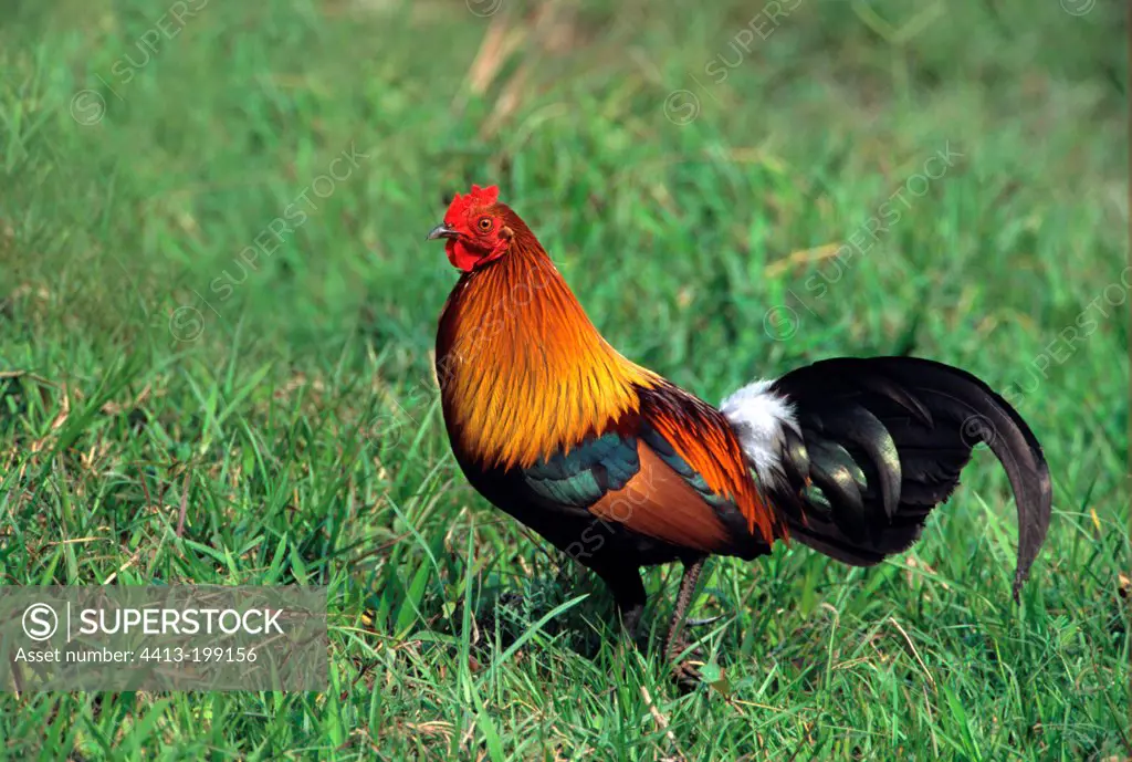 Bankiva cock in Kaziranga NP in India