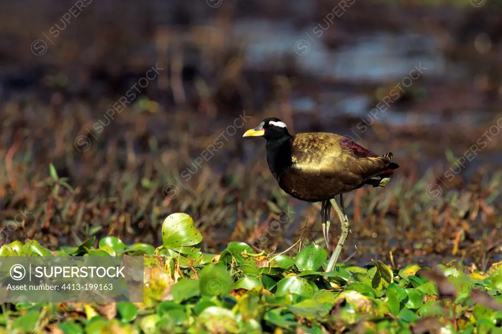 Bronze-winged Jacana on leaves of water hyacinth in India
