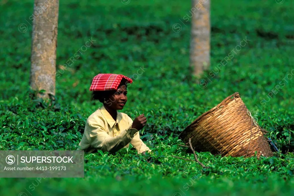Tea picker on a plantation in Kaziranga NP India