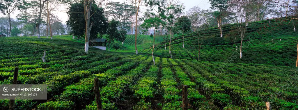 Tea on a plantation during harvest in India