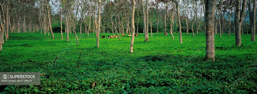 Picking tea on a plantation in India
