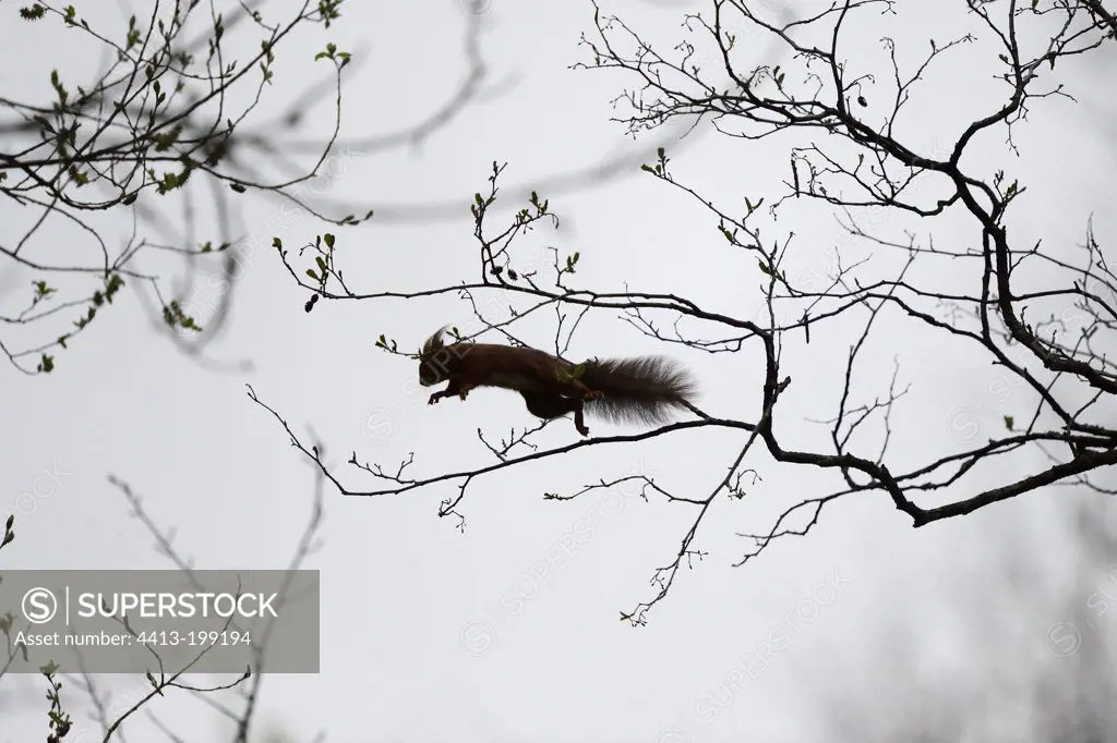 Eurasian Red Squirrel jumping from a tree in Allier France