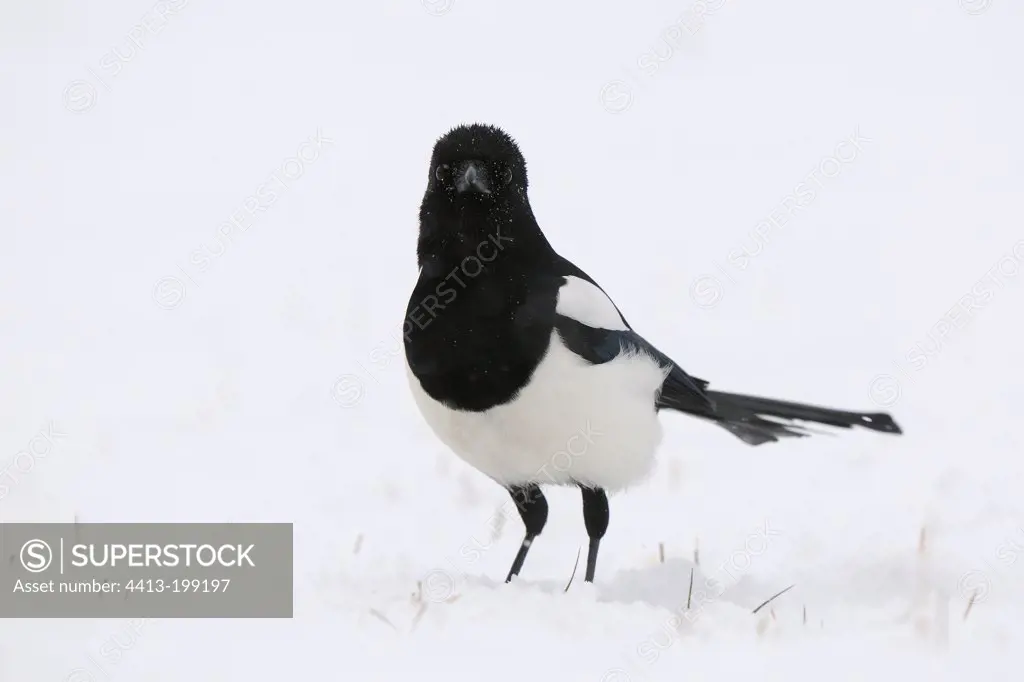 Black-billed Magpie in the snow in winter Vosges France