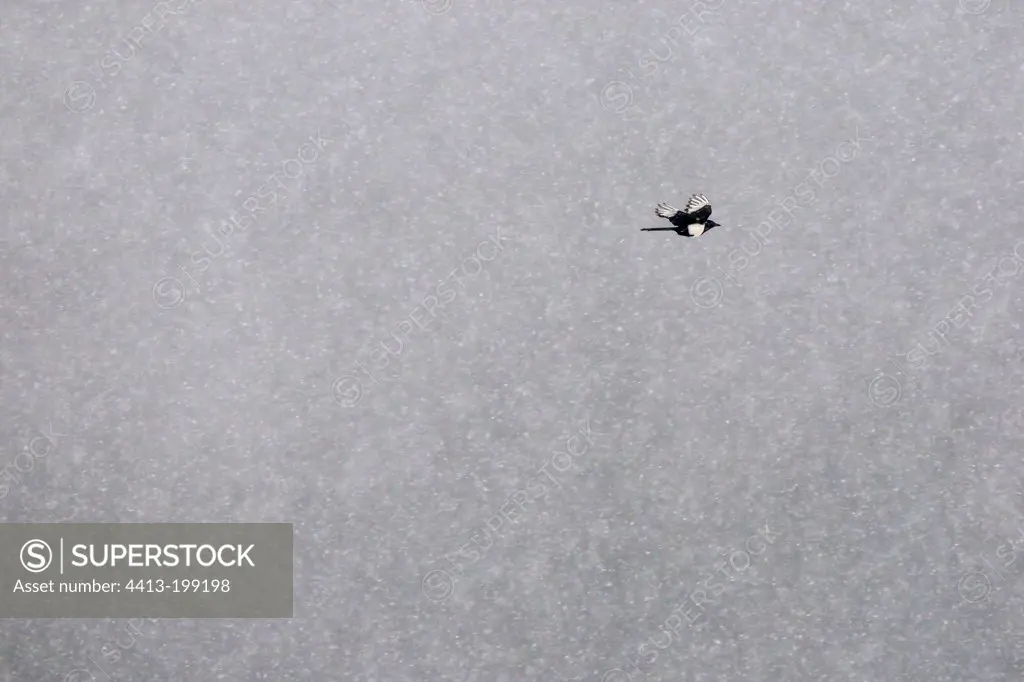 Black-billed Magpie in flight under the snow Vosges France