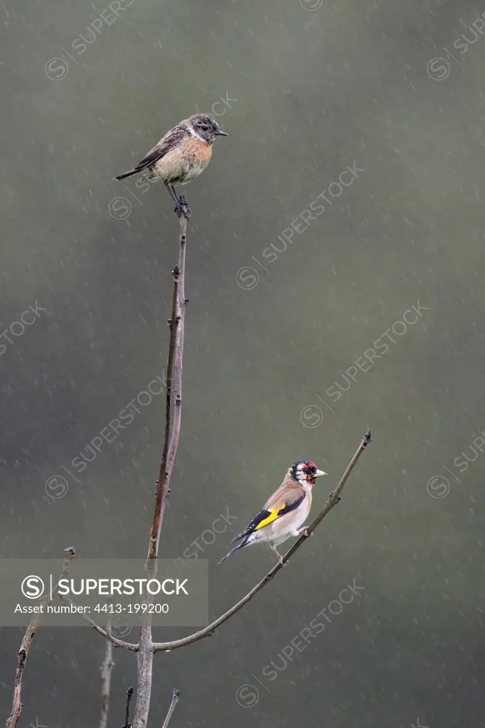 Female Stonechat and Goldfinch in the rain France