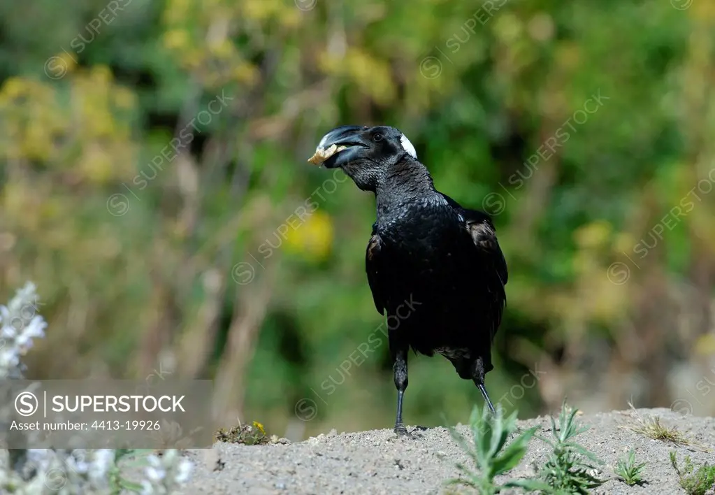 Thick-billed Raven holding an object in its nozzle Ethiopia