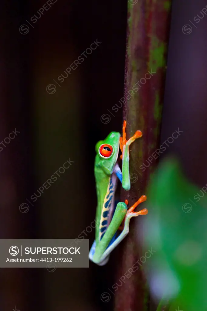 Red-eyed Treefrog in Costa Rica