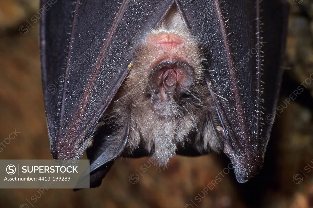 Portrait of a Greater Horseshoe Bat hibernating in a cave