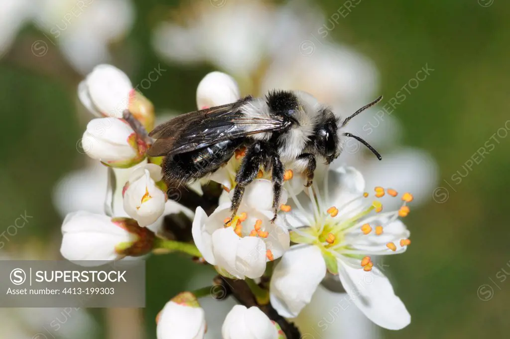 Andrenid bee on a flower Blackthorn France