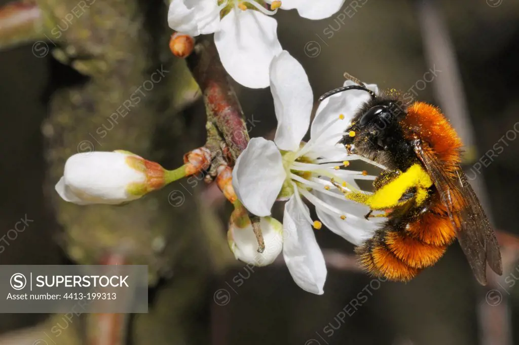 Female Solaritay bee on a flower Blackthorn France