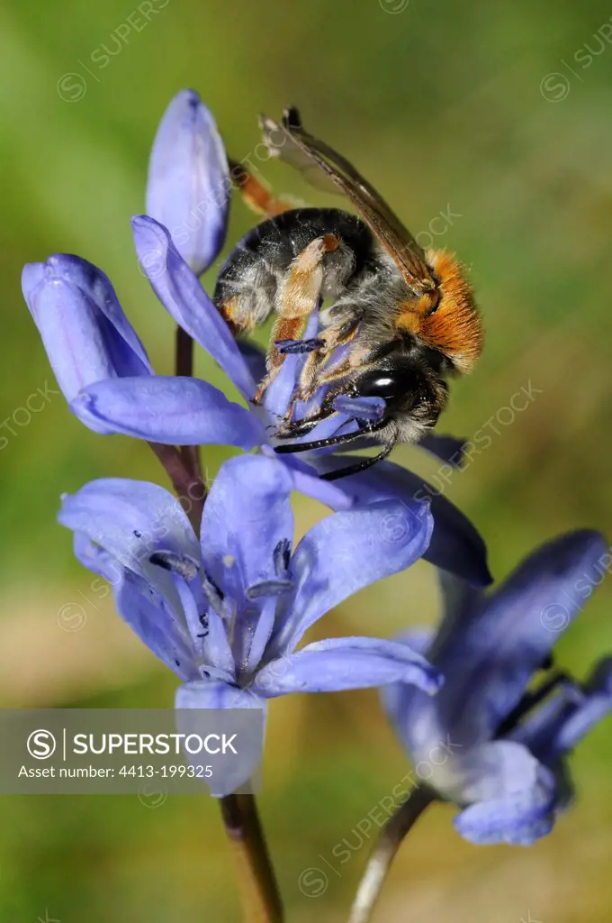 Solitary bee female on a flower Squill in spring France