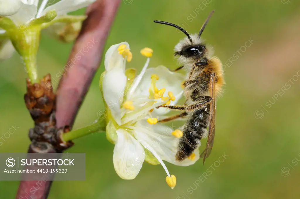 Solitary bee male on flowers of plum France