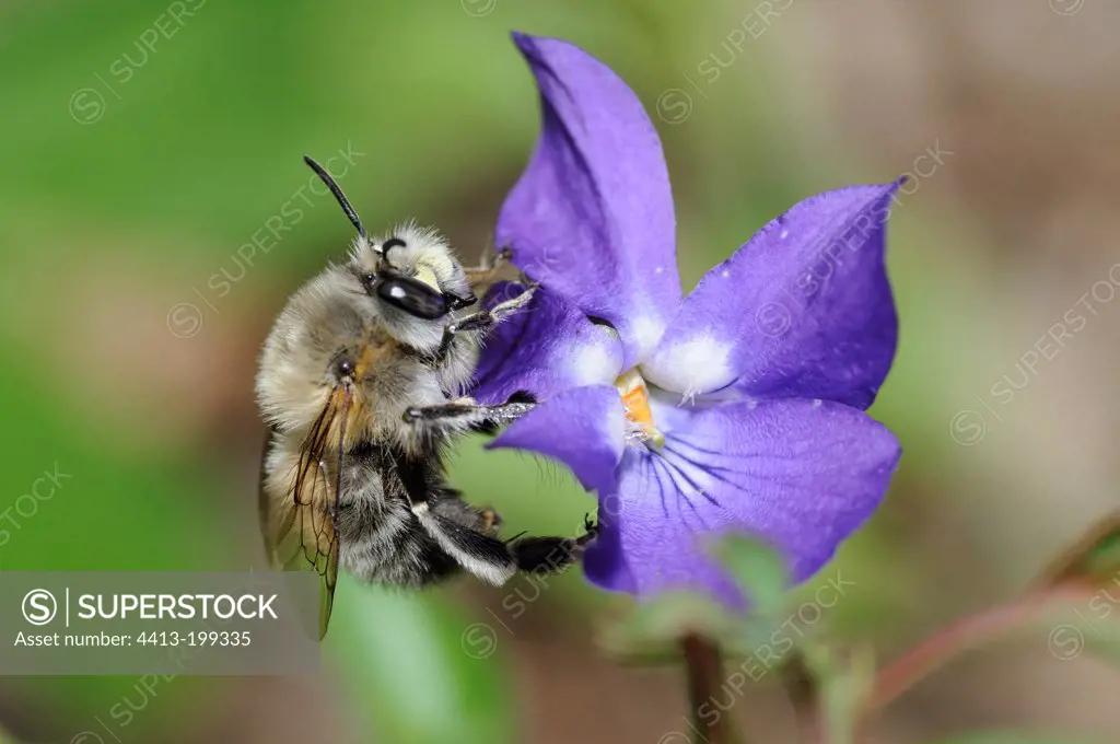 Hairy footed flower bee on a Violet France