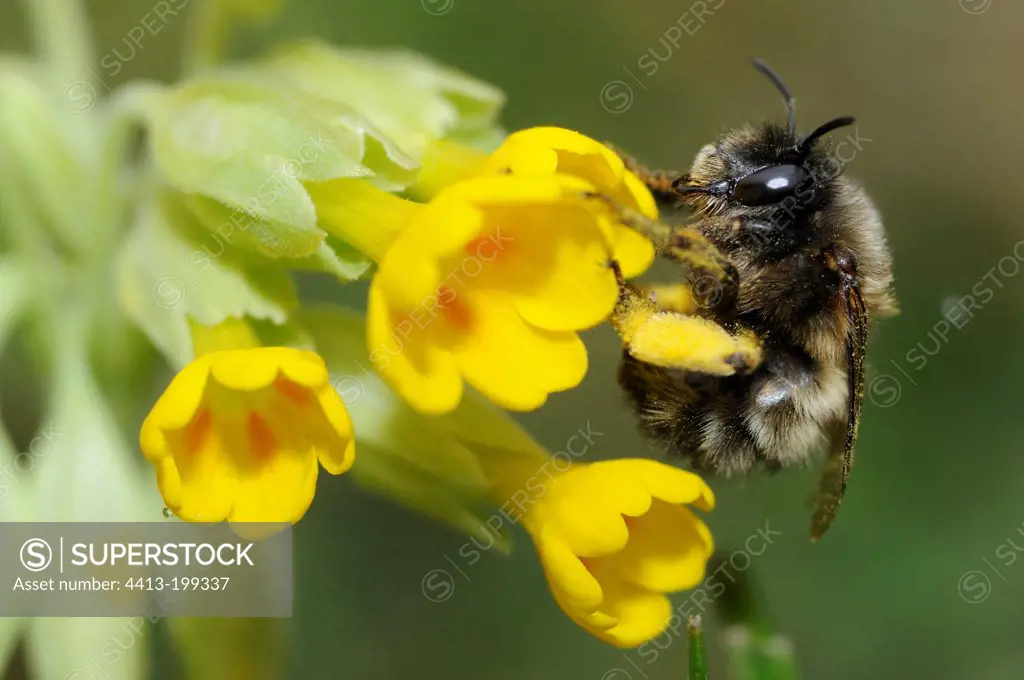Hairy footed flower bee of a dark shape on Primrose France